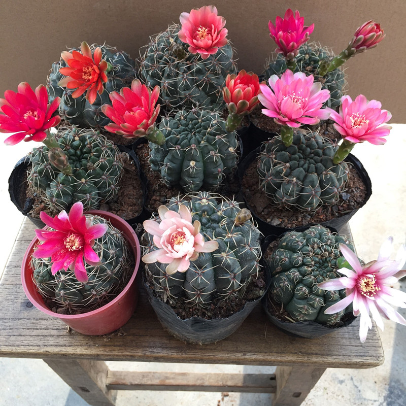 4种盆栽花有开花机器之称,4大仙人球