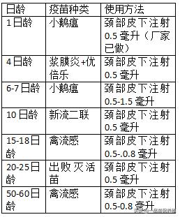鹅疫苗免疫程序表,养鹅的免疫程序各个阶段用药方法