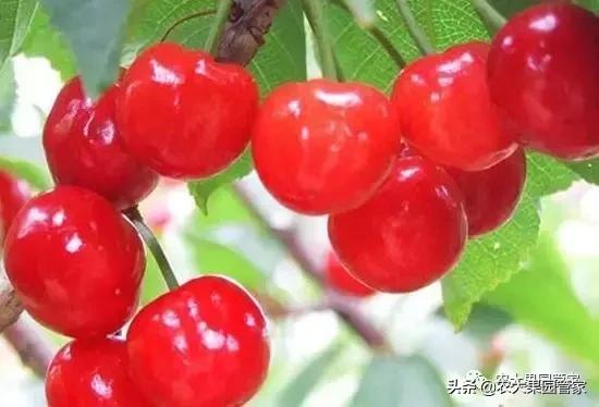 樱桃树流胶病怎么根除,樱桃树流胶病的治疗方法