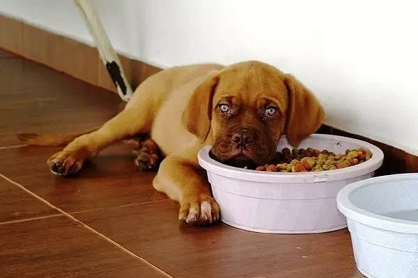 狗狗打嗝怎么办快速止嗝方法,狗狗咬东西呕吐打嗝怎么回事