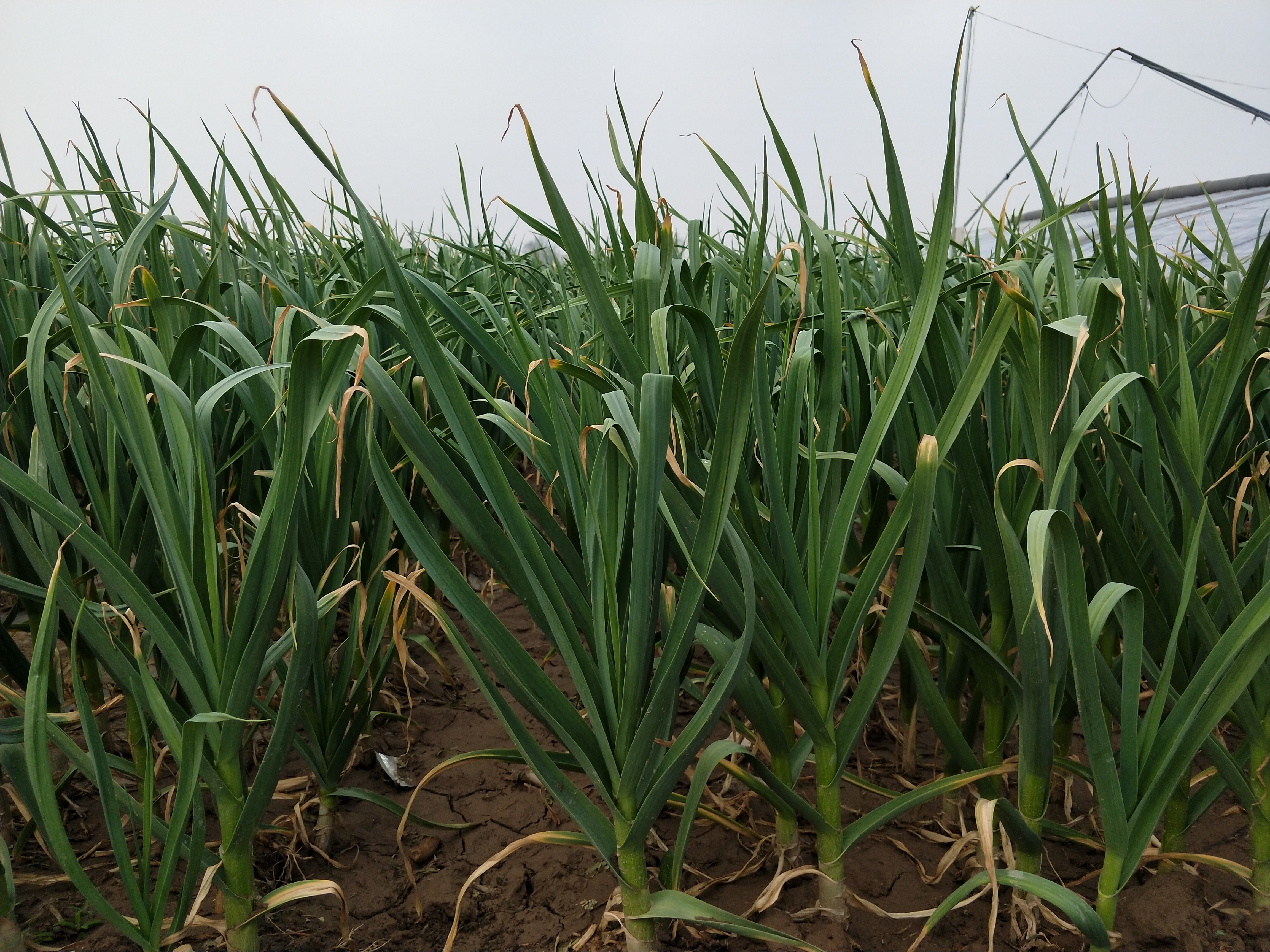 今年云南大蒜是增产还是减产,大蒜控旺打什么药