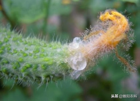 灰霉霜霉病的特效药,灰霉病和霜霉病的特效药一样吗