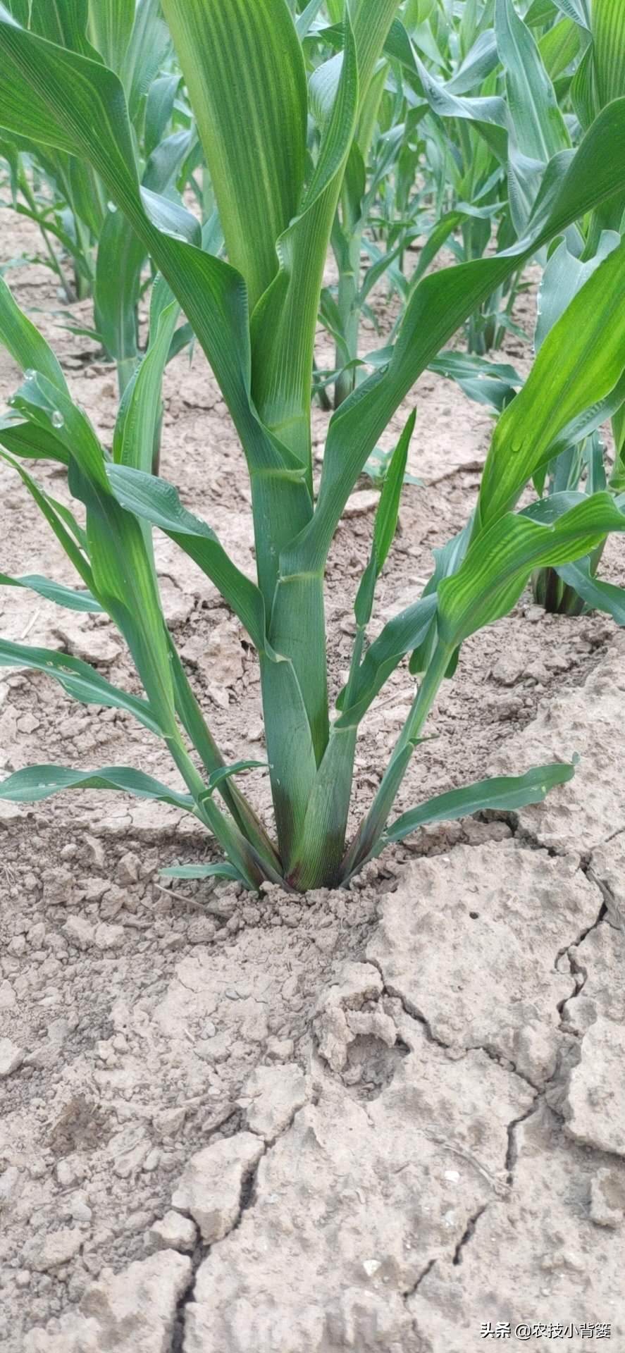 粘玉米叉子掰了好还是不掰好,玉米长叉用掰吗