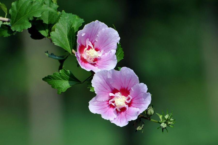 木槿花发黄缺什么肥料,木槿花叶子发黄怎么回事