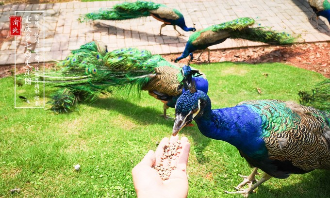 渝北周边采摘推荐,渝北茨竹附近采摘园