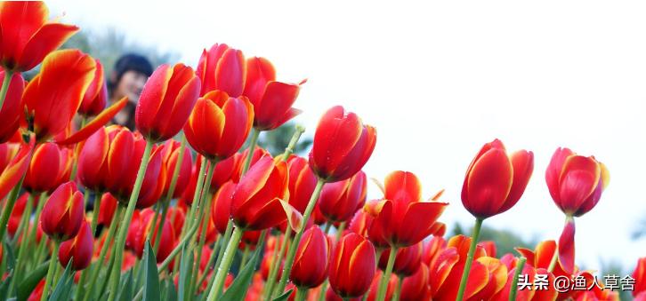 荷兰郁金香当年有多疯狂,重温荷兰在世界杯的辉煌