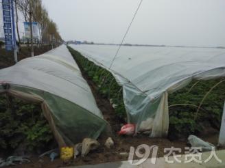 马铃薯主要栽培技术要点,马铃薯地膜覆盖高产栽培技术