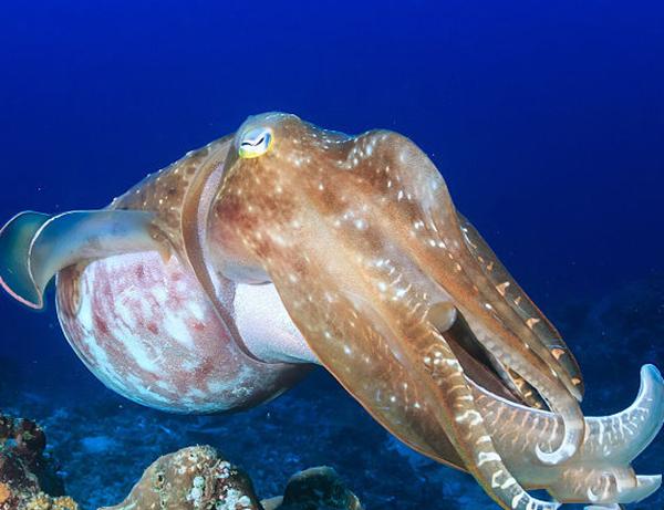 史上五大恐怖深海生物,海洋十大恐怖鱼