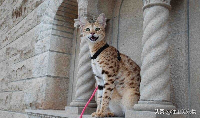 哪种宠物猫可以遛,适合野外遛的宠物猫有哪些