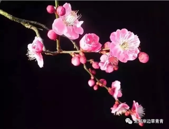 鼠年最佳20副春联,鼠年最佳10副春联