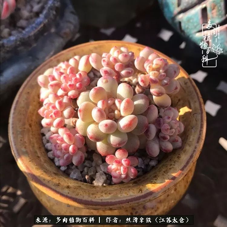 秋叶将落,秋叶即将落下你依然美丽