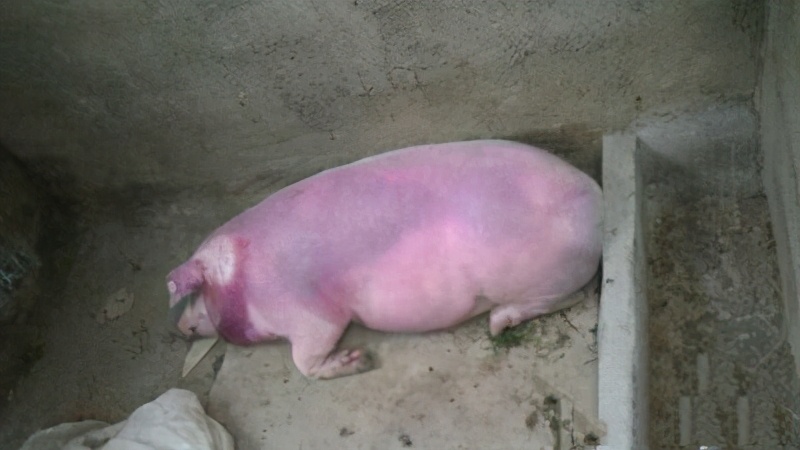 猪耳朵红色就是蓝耳病吗,猪耳朵发紫是什么病怎么治疗