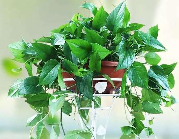 小妙招绿萝加什么长得绿油油,养绿萝只需加几粒它绿萝疯长