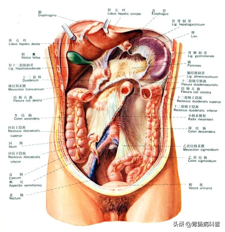 消化系统解剖生理教学,消化系统解剖图谱详解