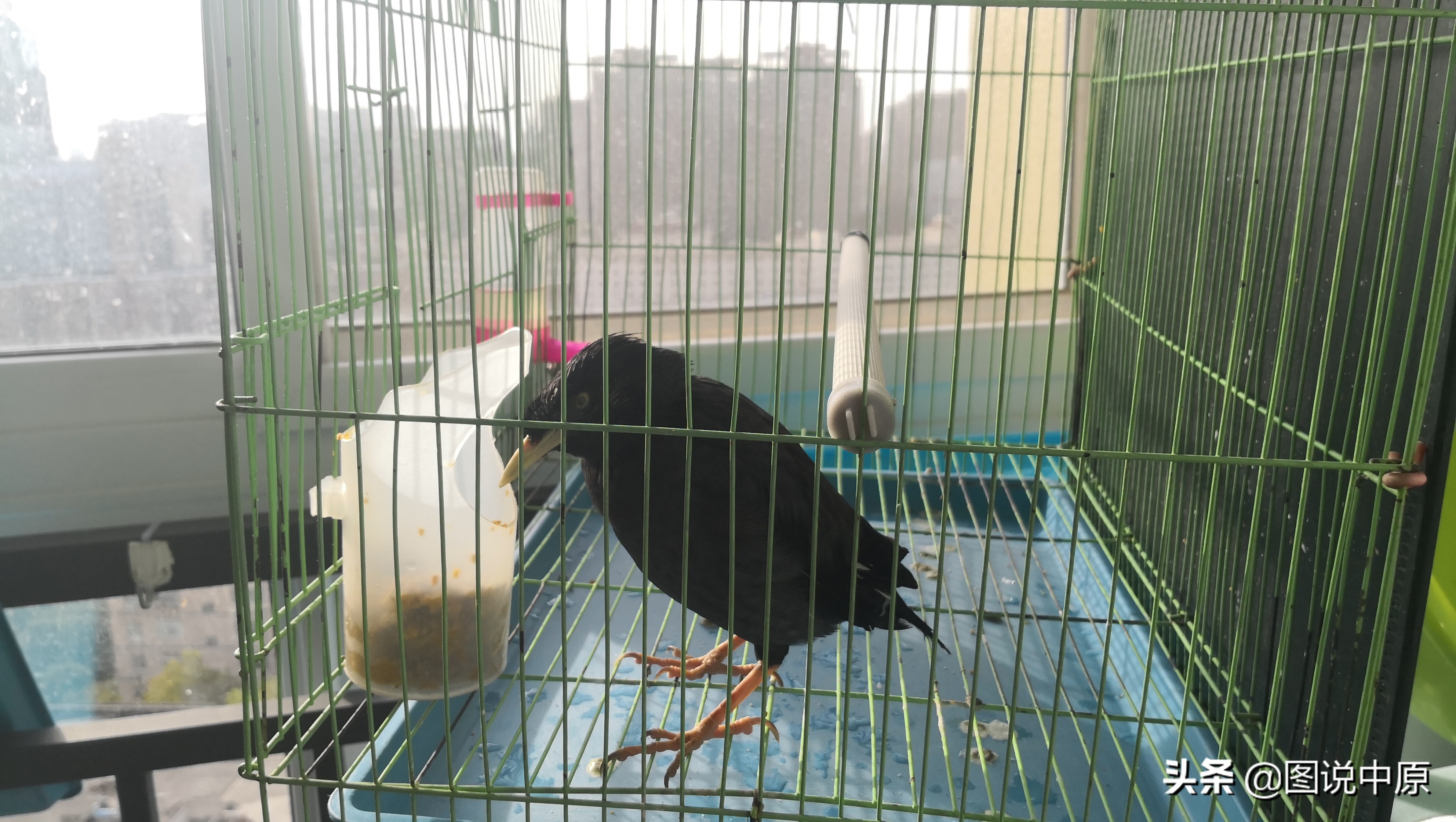 它会说话作文500字,它会说话