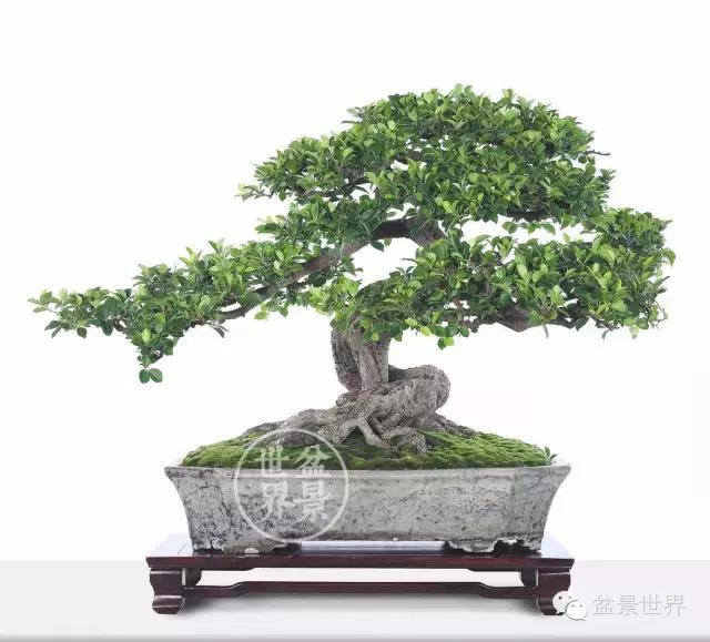 榕树罗汉松风水树,什么形状的榕树盆景好