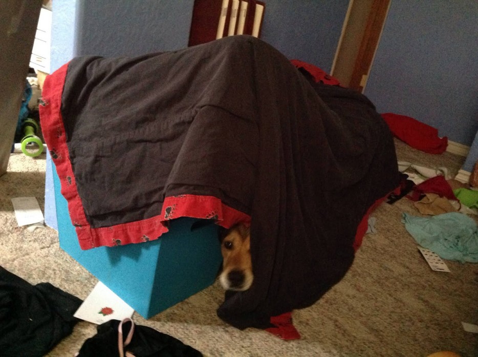 狗不吃不喝一直发抖是什么原因,狗生病站不稳发抖吃什么药治疗