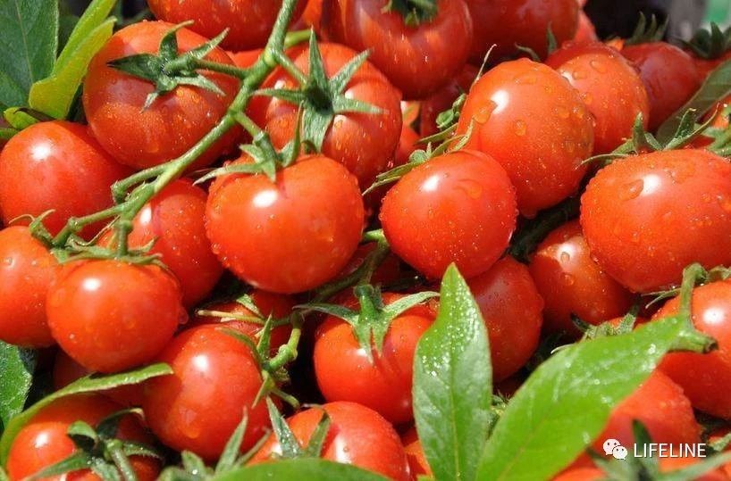 TSA这次聊的龟，连维基百科都没有完整介绍——苏拉威西白头龟