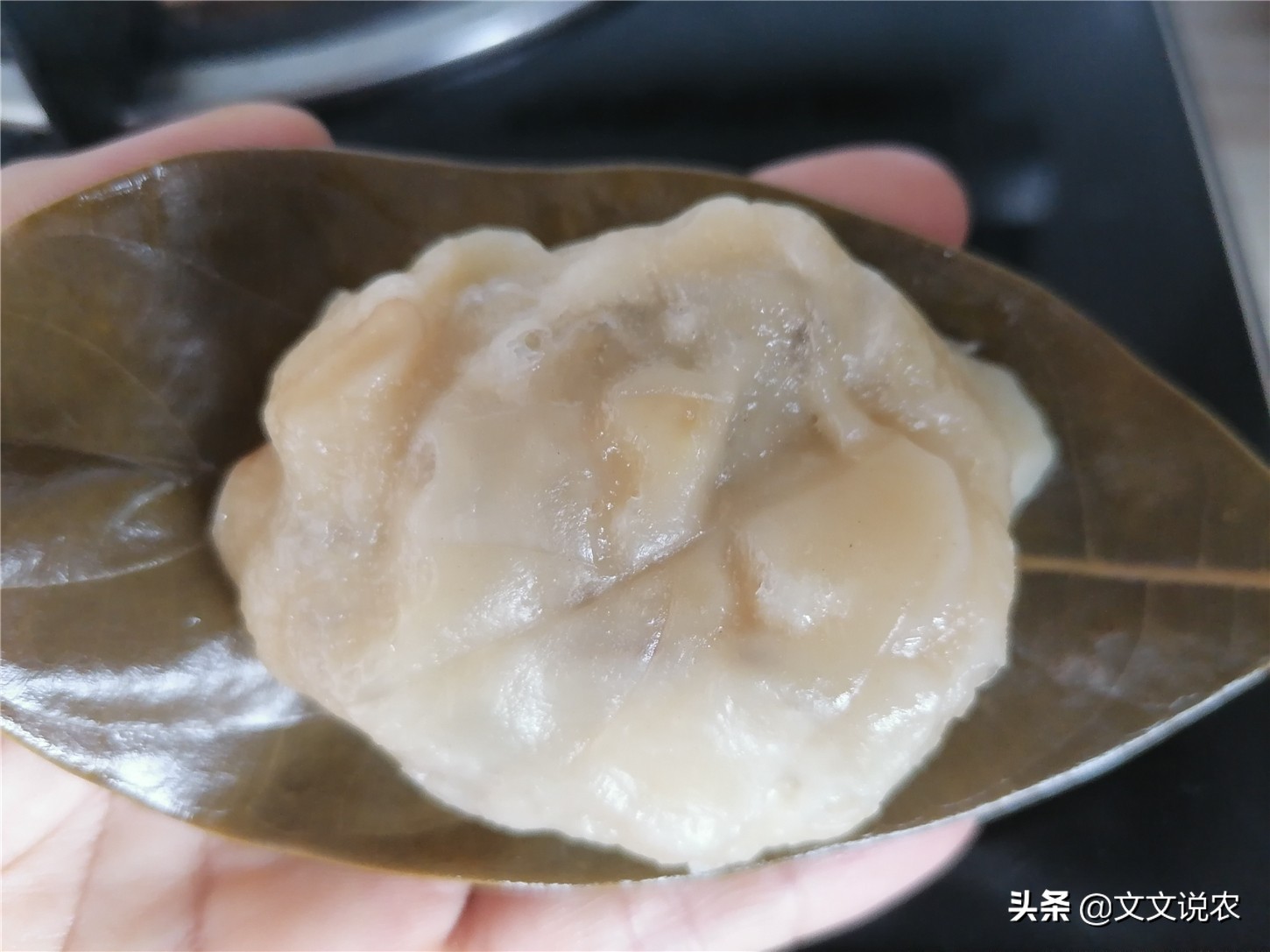 树菠萝不开花怎么回事,大树菠萝剪枝正确方法