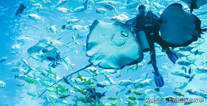 遇见海棠三亚,遇见海棠