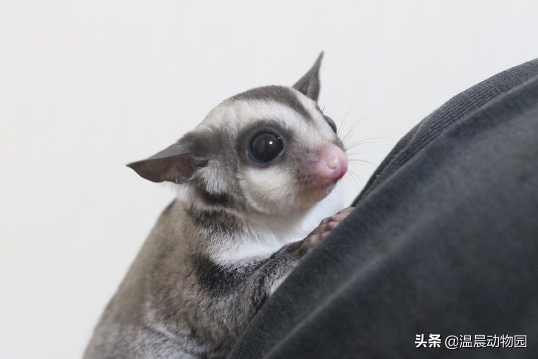蜜袋鼯无声的叫声,小蜜袋鼯晚上叫是怎么回事