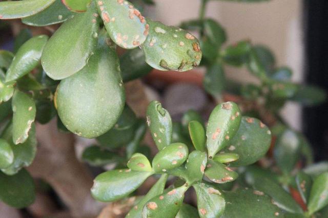 预防植物生虫可以用什么药,植物长虫可以用消毒水喷吗