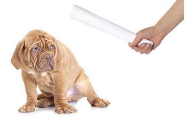 狗狗随地大小便如何惩罚,狗狗犯错怎样惩罚最好