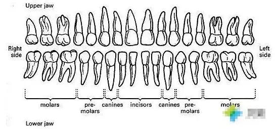 牙齿黑三角区怎么办,牙齿黑三角怎么改善