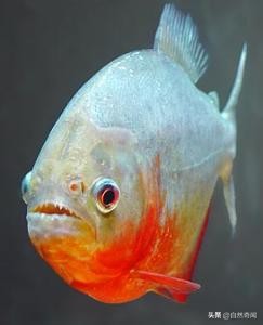 亚马逊有多少动植物,亚马逊盘点