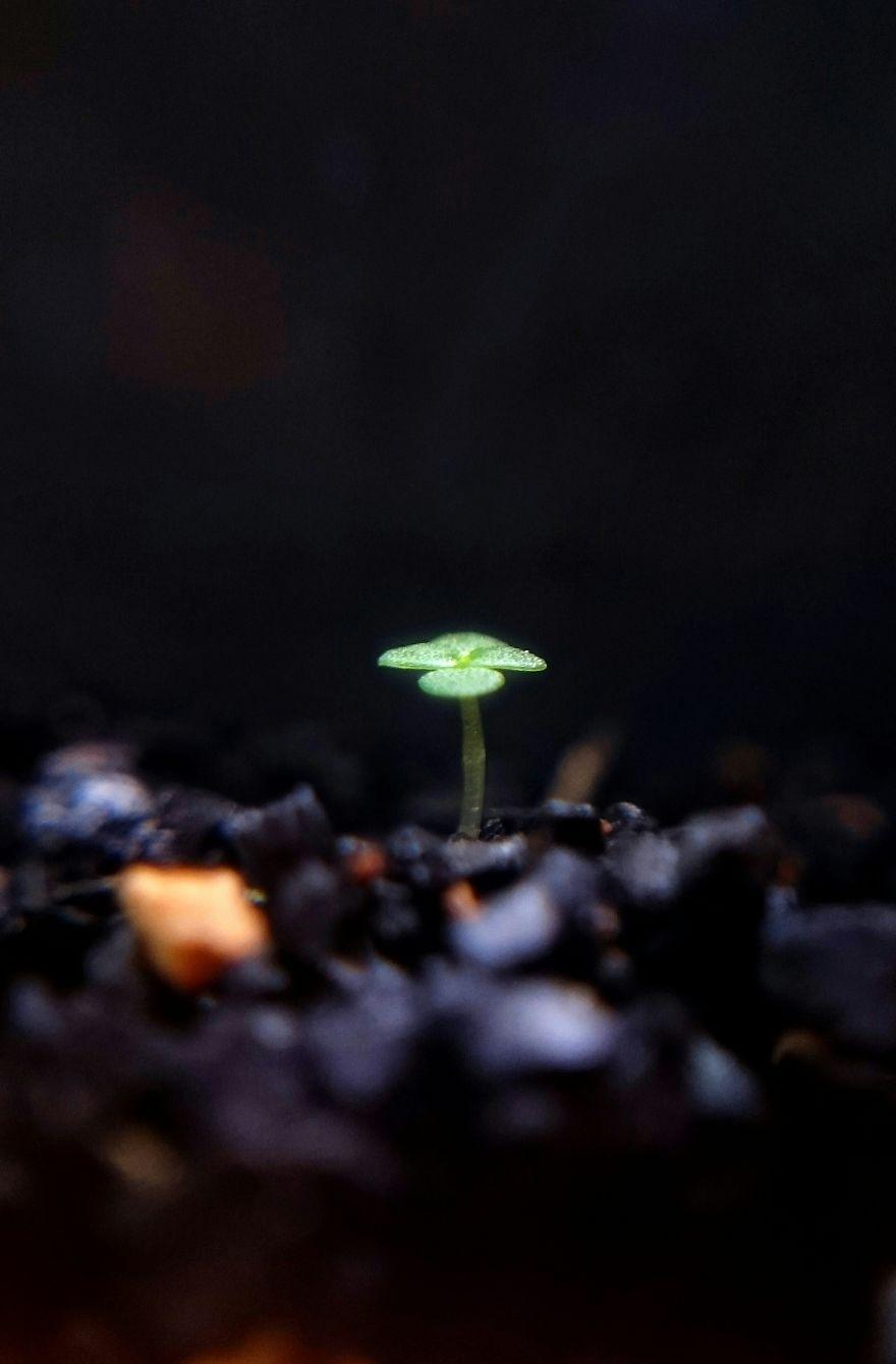 生物世界真的很奇妙,大自然中奇妙的生物