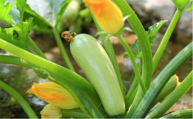 西葫芦容易有哪些病害,西葫芦化瓜什么原因