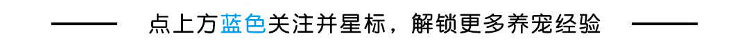 猫咪的眼炎怎么滴药,猫咪的眼部疾病有哪些