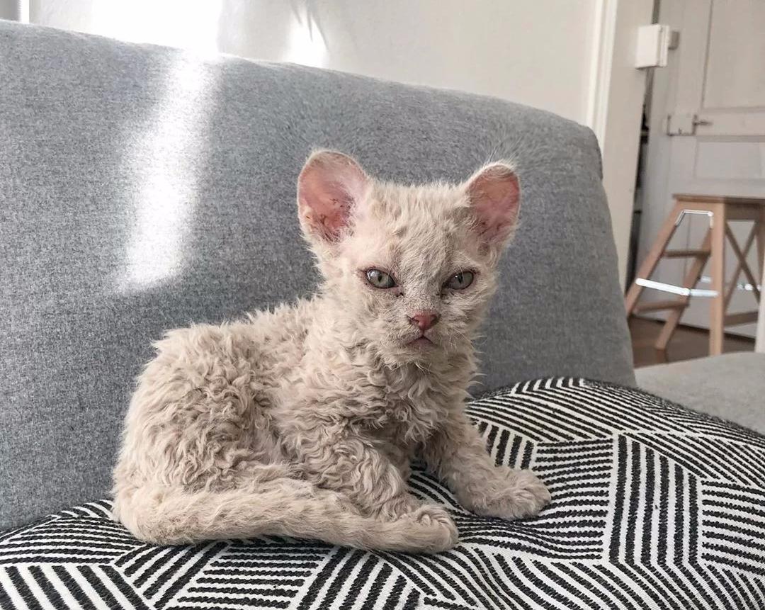 一只可爱又迷人的小猫咪,一只很大又很萌的小猫咪