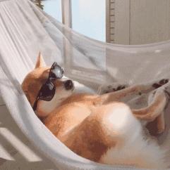 狗狗夜里不睡怎么办,狗狗晚上不听话怎么办