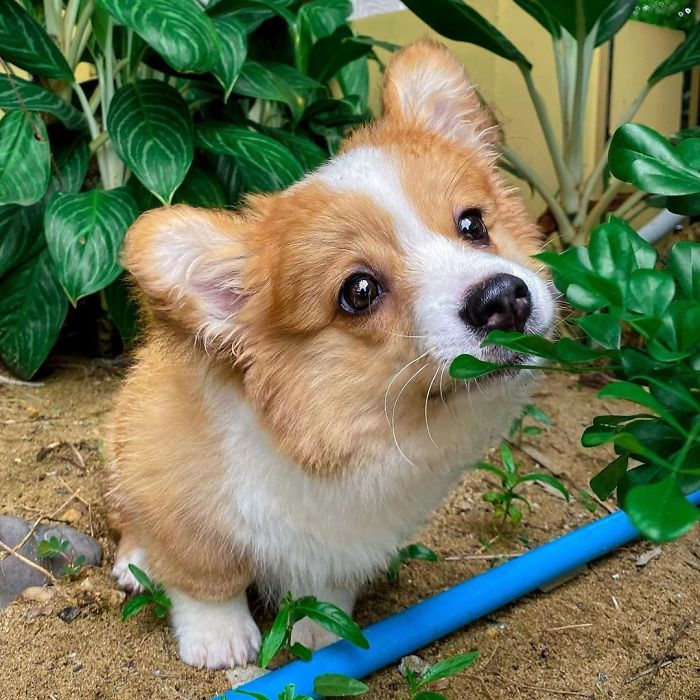5.6个月的柯基,四个月的小柯基犬该如何喂养