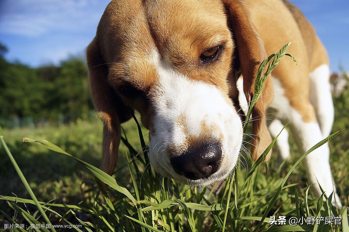 狗狗异食癖的治疗方法,教你治疗狗狗异食癖的方法