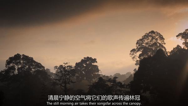 夜半*拍偷**下，成就今年第一部神级纪录片：黑暗下的生命，超乎想象