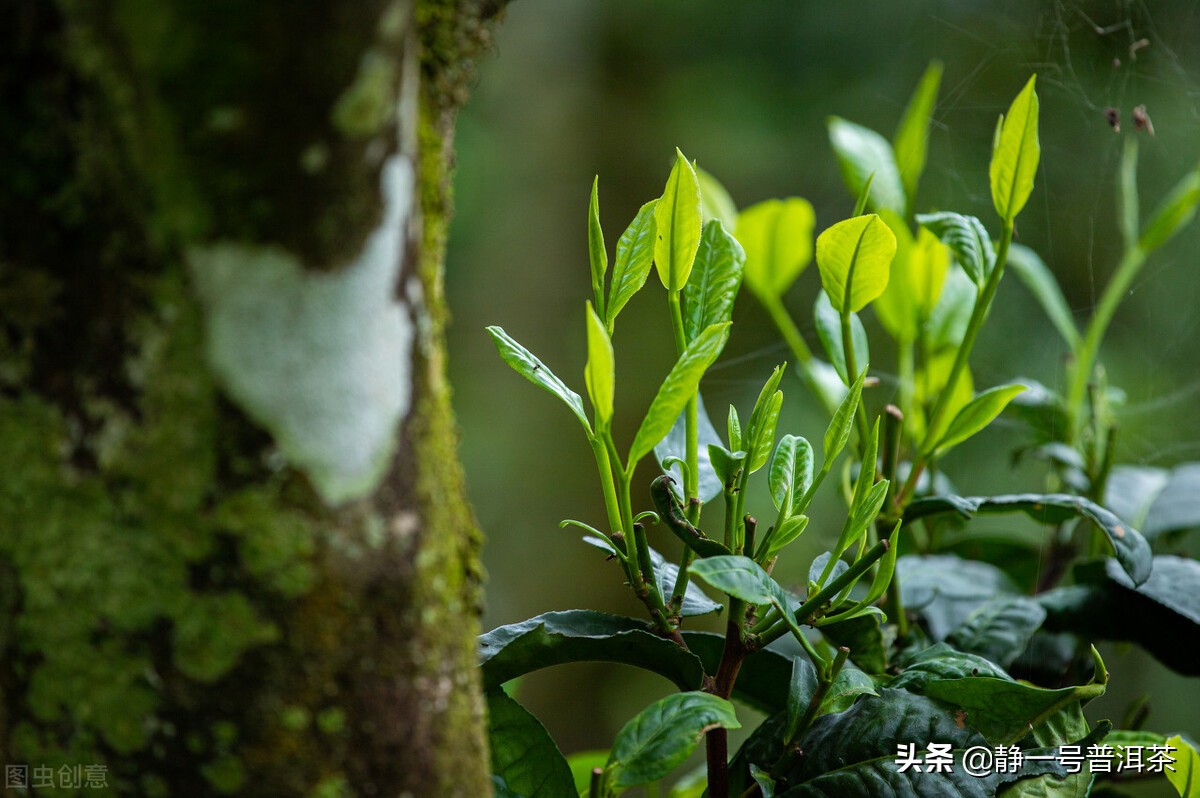 普洱茶城市,中国最爱喝普洱茶城市排名