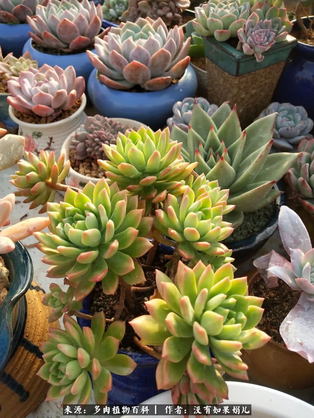 明人不说暗话，我为多肉而来！