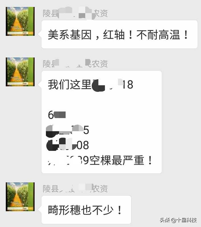 赠送种子助农增收活动,免费送稻种带动350户春耕