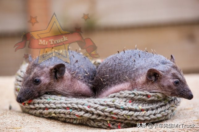 怎么养好宠物刺猬,如何一直养宠物刺猬