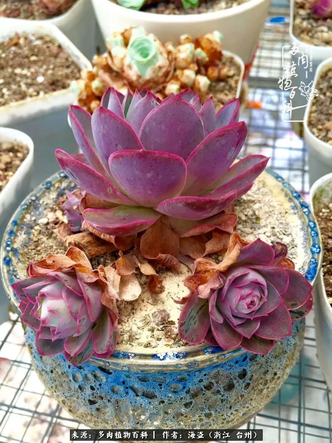 独爱玫瑰与法师！解密金老板和他的屋顶御花园