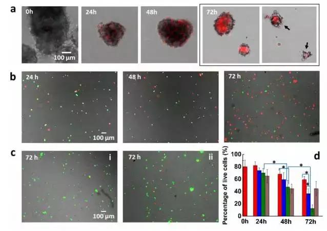 精子治疗癌细胞,精子传输药物