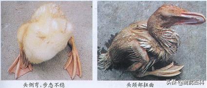 鸭浆膜炎七问七答（成熟方案）让你的鸭群远离浆膜炎