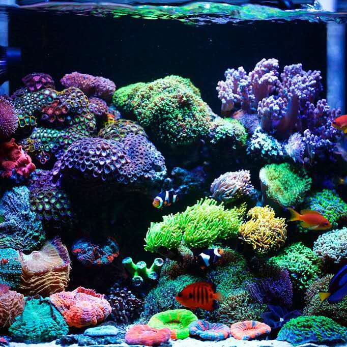 海缸活石入门基础知识,海缸入门基础知识