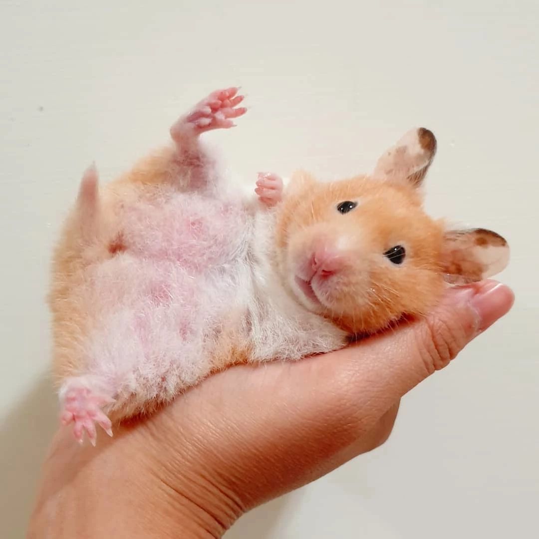 仓鼠不爱吃鼠粮，却特爱吃自己的粑粑，这又是怎么回事呢？