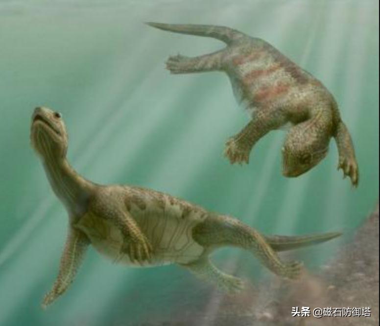 饲养箱爬虫,饲养箱乌龟