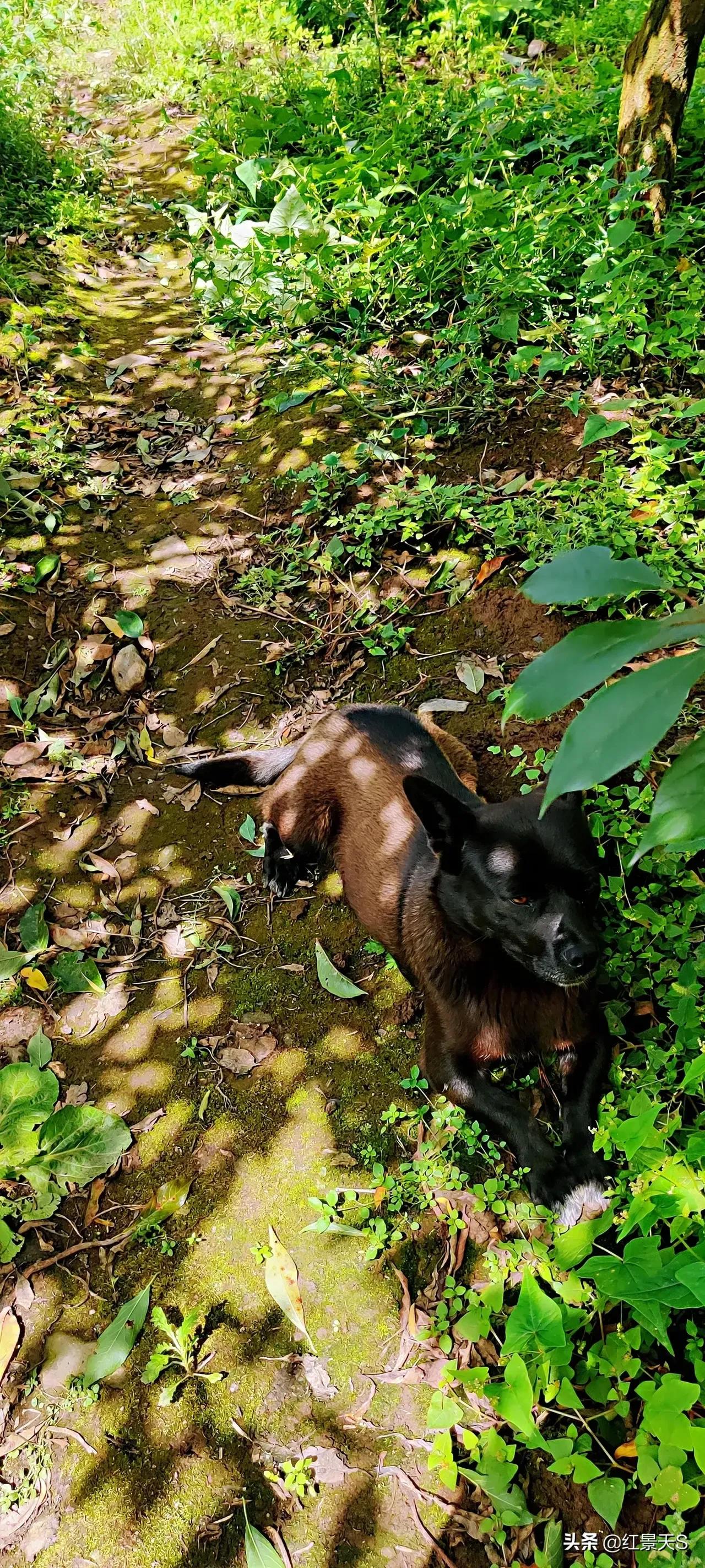我们和流浪狗本质上没有什么不同,狗狗和流浪狗的故事真的很多
