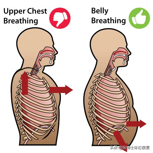 您了解腹式呼吸吗,腹式呼吸名词解释