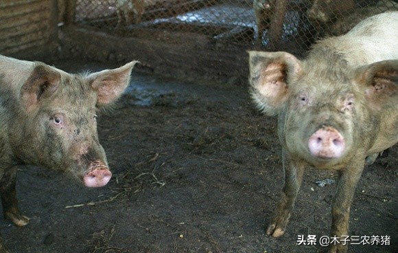 冬季猪舍潮湿对猪生长有啥害处,猪舍潮湿怎么解决